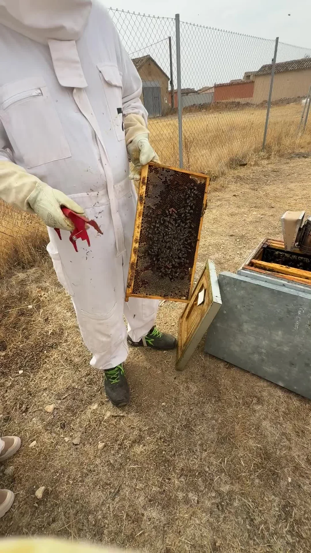 Apicultor mostrando un panal durante la visita